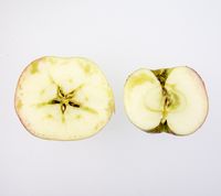 Antonovka Safrannoje Apple